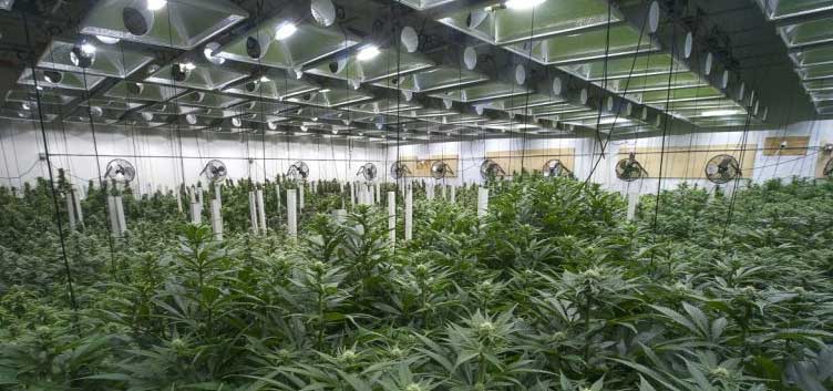 Parveen Premium Products, Cannabis Cultivation