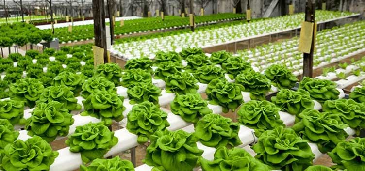 Parveen Premium Products, Hydroponics