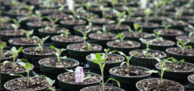 Parveen Premium Products, Seedling and Plant Nurseries