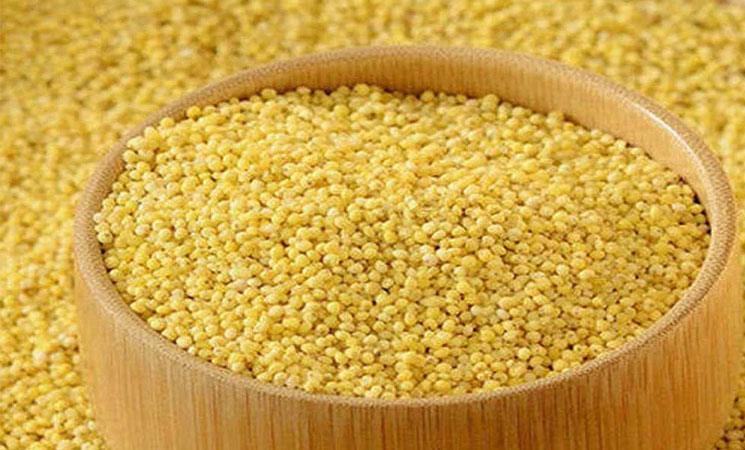 Foxtail Millet (Kangni)