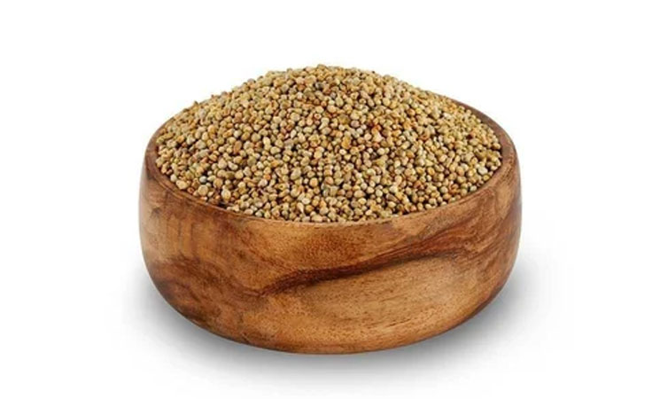 Pearl Millet (Bajra)