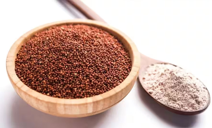 Sorghum (Jowar)