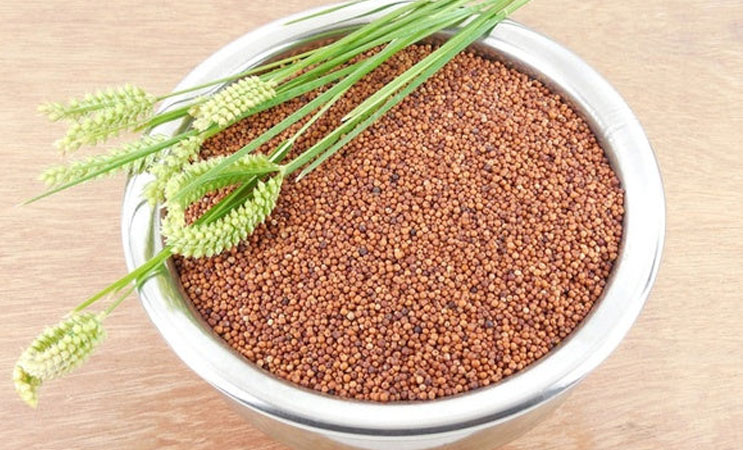 Finger Millet (Ragi)